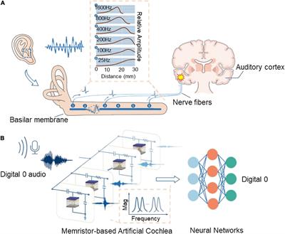 A bioinspired configurable cochlea based on memristors